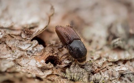 insectes xylophages ravageurs qui tuent arbres mangent le bois écorce traitement prévention