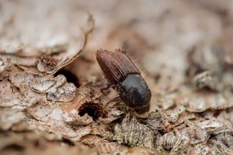 insectes xylophages ravageurs qui tuent arbres mangent le bois écorce traitement prévention