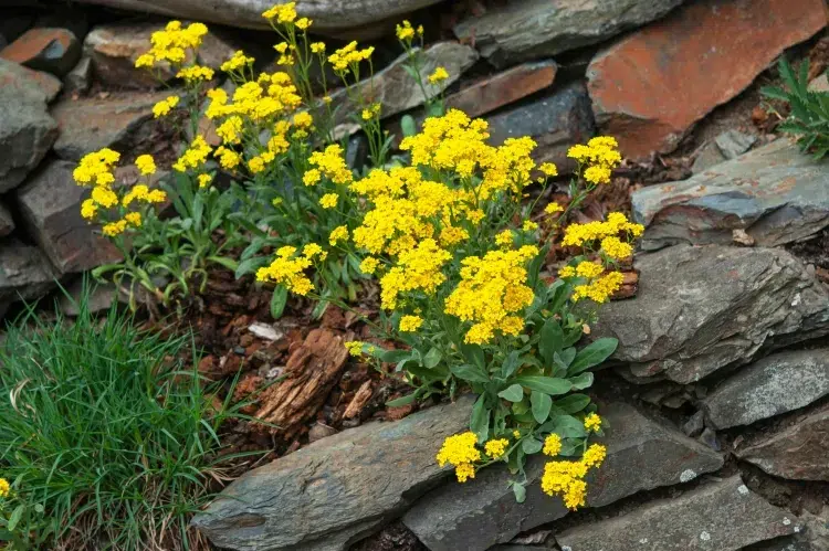 jardin de rocaille fleurs jaunes gaies corbeille or alyssum vivace tolérant sécheresse sol drainé