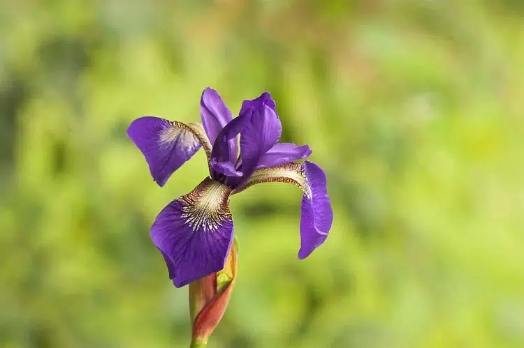 jardin iris plantation