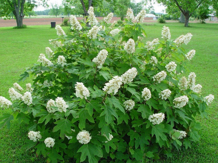 jardin quand et comment tailler un hortensia feuille de chêne