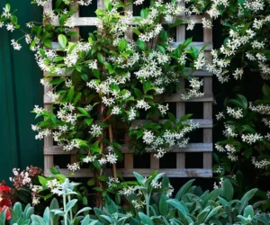 jasmin etoile plante grimpante treillis pergola