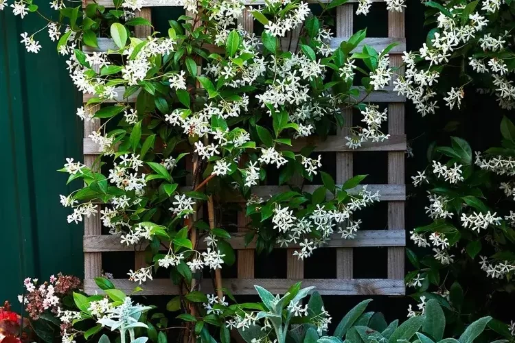 jasmin etoile plante grimpante treillis pergola