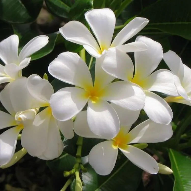 le jasmin plantes exterieures en pot sans entretien entretenir soleil nord sud mi ombre