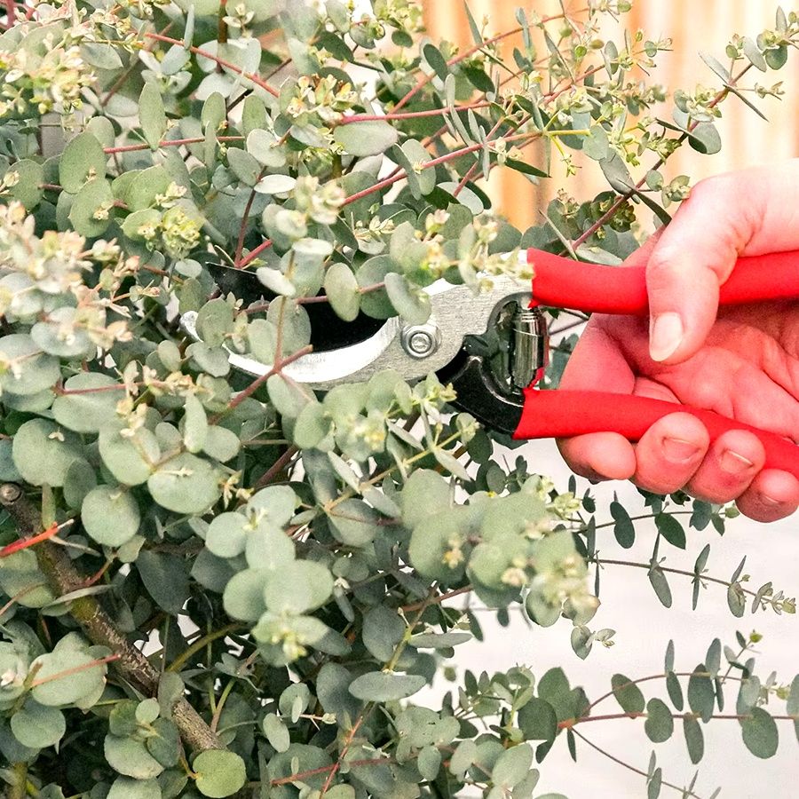 les maladies de l'eucalyptus