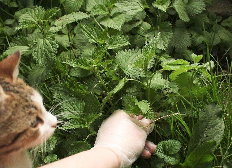 les mauvaises herbes comestibles