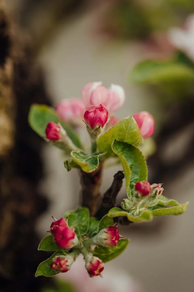 liste arbres fruitiers à fleurs roses verger printemps été