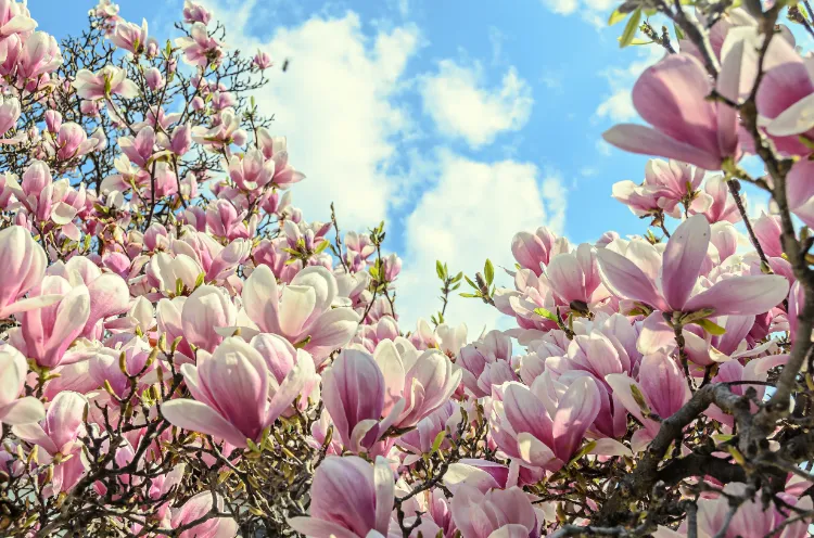liste des arbres à fleurs roses sans entretien floraison printemps été