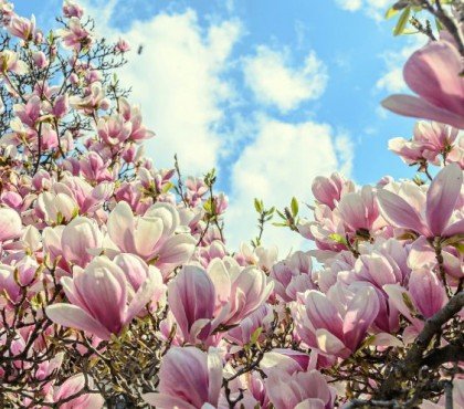 liste des meilleurs abres à fleurs roses printemps été pour aménager un jardin romantique