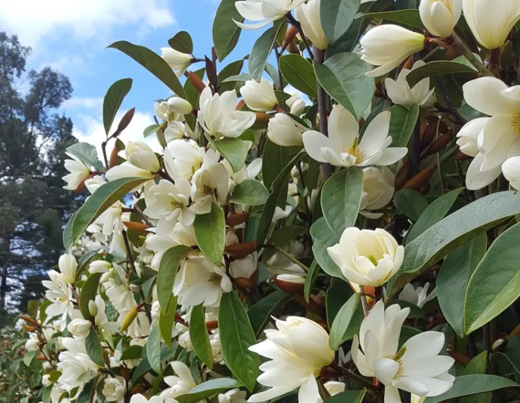 magnolia idée plante arbuste persistant pour haie ombre fleurie jardin brise vue balcon