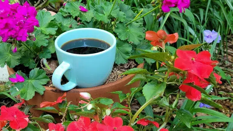 marc de café dans le jardin impact caféine indéniable effet revigorant homme plantes
