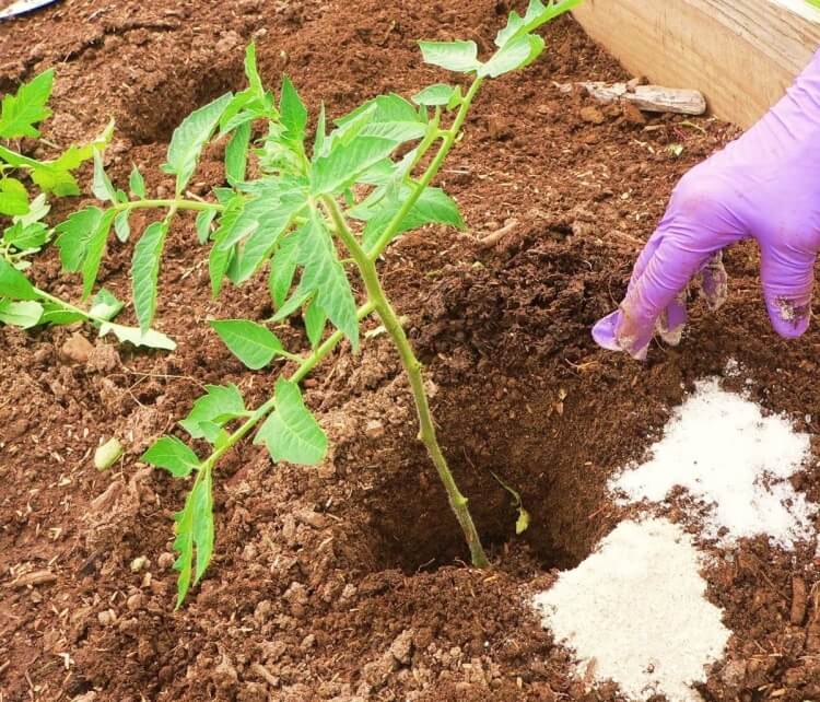 mettre du sel sur les plants de tomates