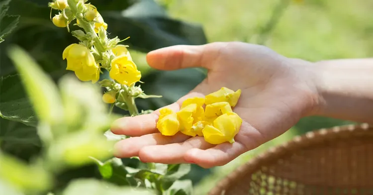 molene plantes vivaces fleuries fleurs blanches jaunes plein soleil jardin balcon de printemps été