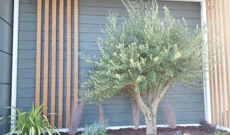 olivier à planter près d'un mur 