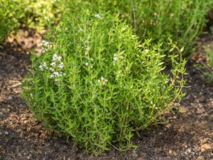 où planter le thym dans le jardin suivre strictement régime arrosage sol asséché
