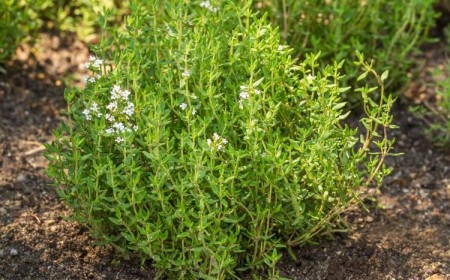 où planter le thym dans le jardin suivre strictement régime arrosage sol asséché