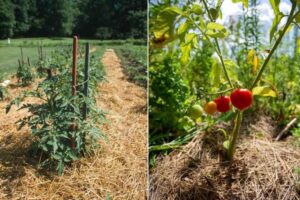 paillage tomates