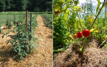 paillage tomates
