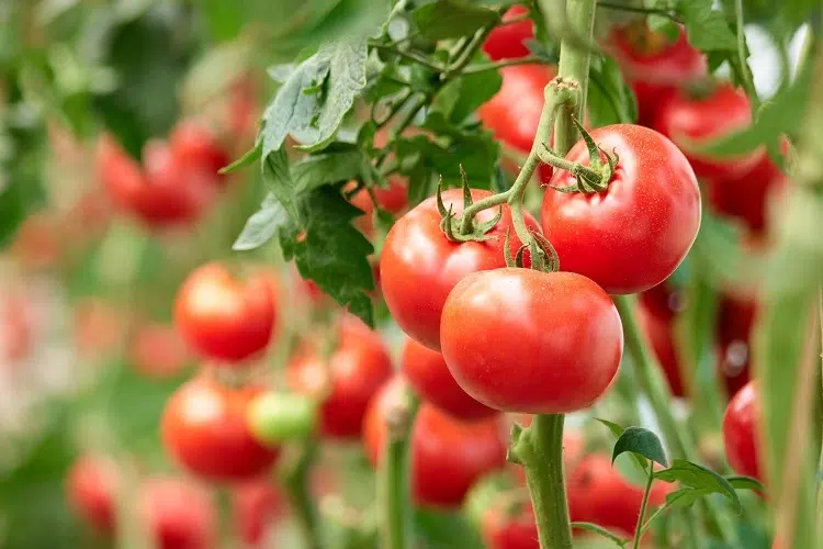 paillage tomates avec quoi