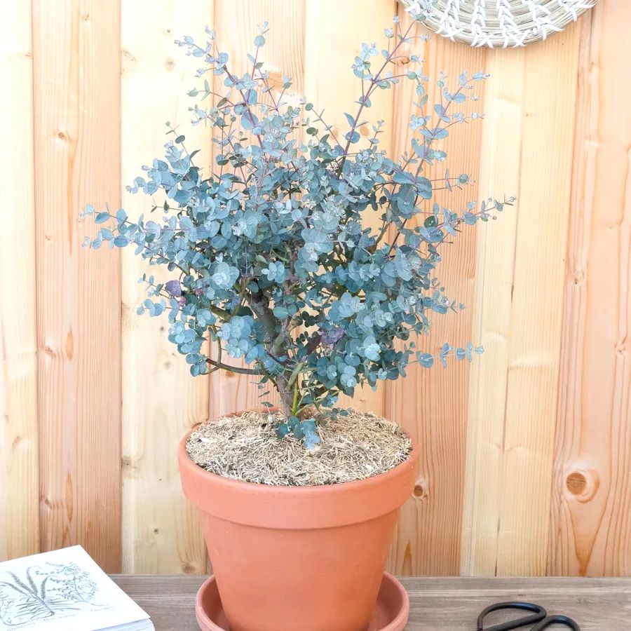 paillez le pied de l'arbre