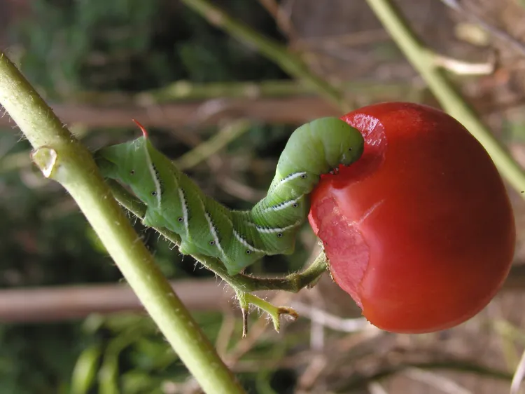 parasites qui mangent les tomates