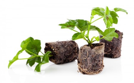 peut on couper les racines d'une plante verte