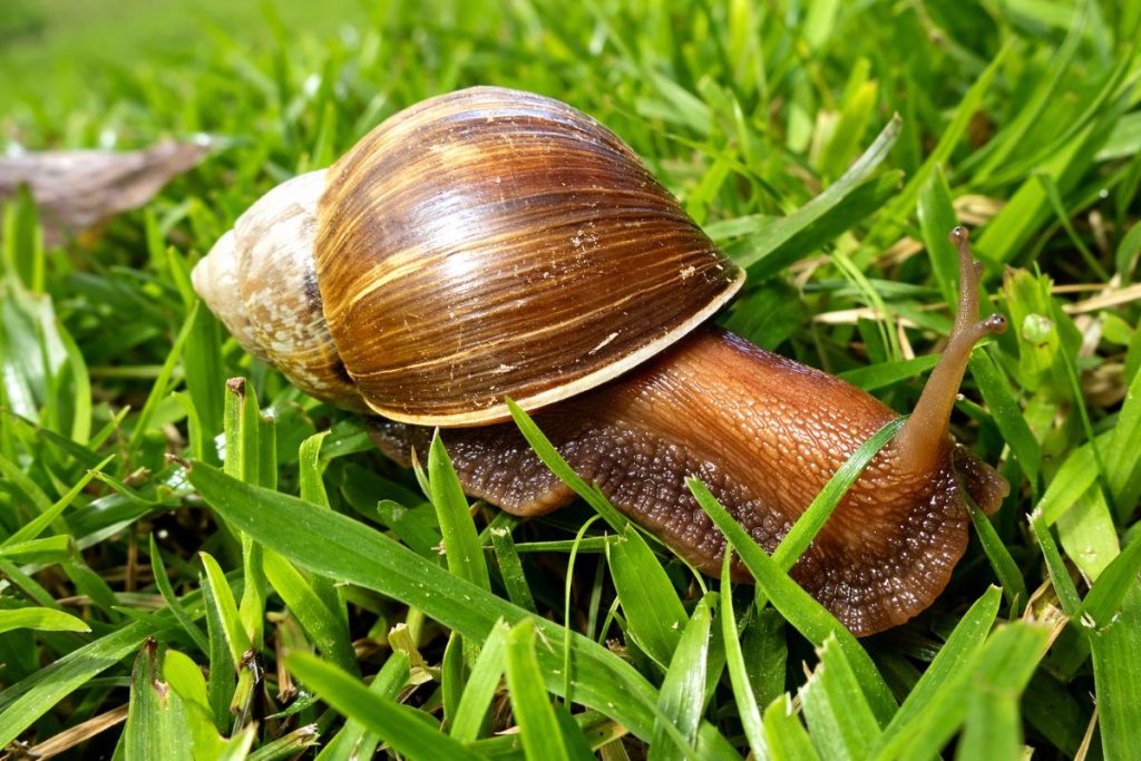 peut on manger les escargots du jardin
