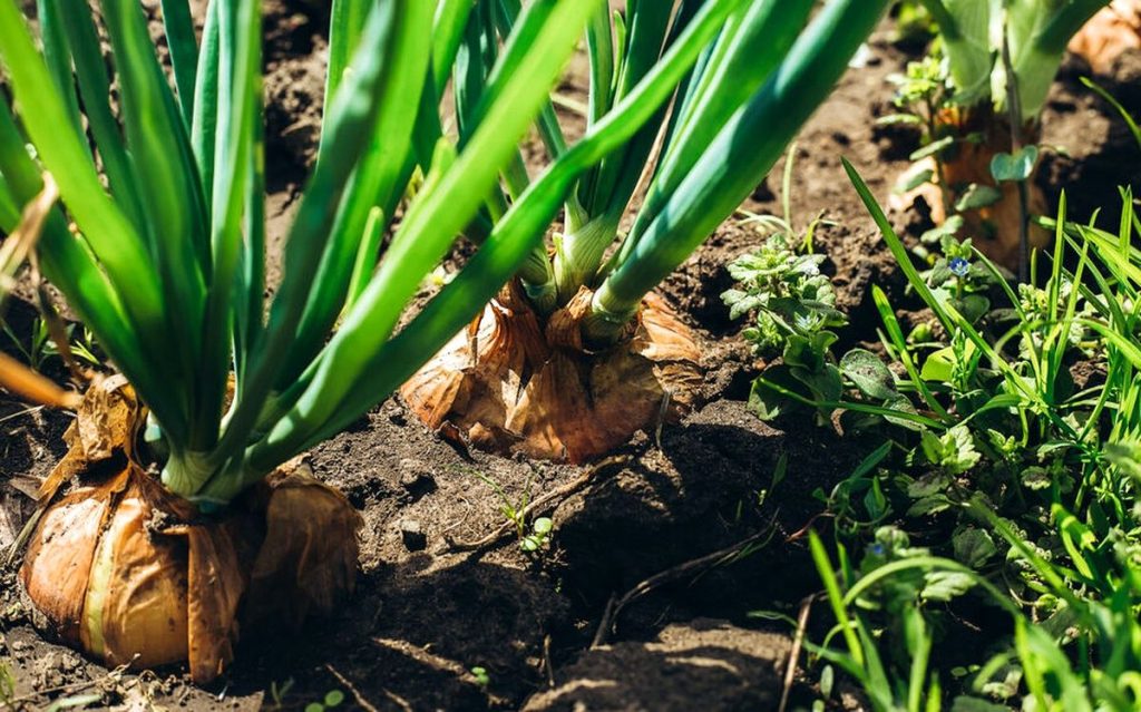 peut on planter un oignon qui a germé