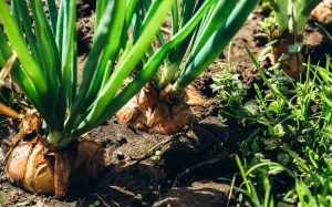 peut on planter un oignon qui a germé