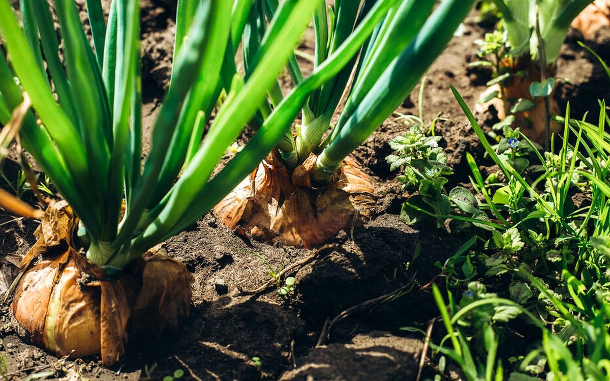 peut on planter un oignon qui a germé