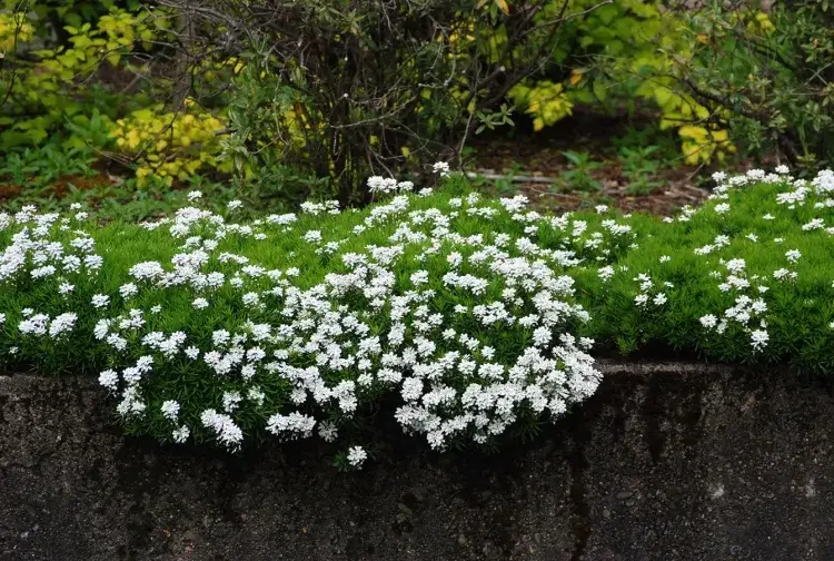 plante couvre sol a fleurs blanches iberis sempervirens
