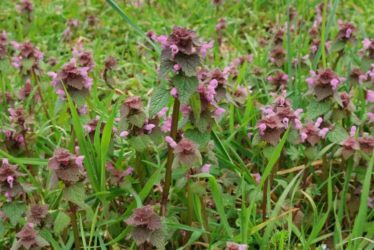 plante couvre sol fleurie lamium purpureum