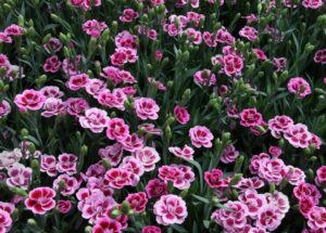 plante couvre sol plein soleil dianthus