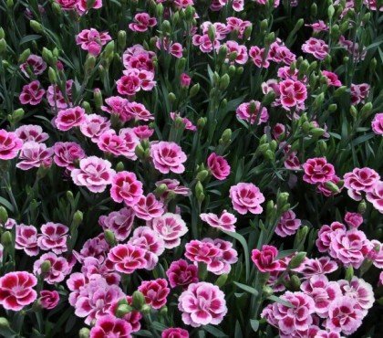 plante couvre sol plein soleil dianthus