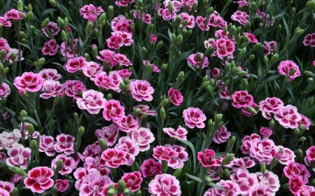 plante couvre sol plein soleil dianthus