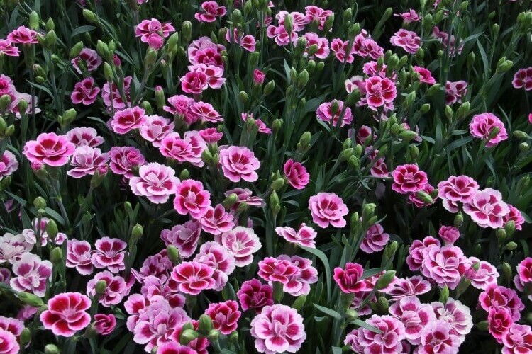 plante couvre sol plein soleil dianthus