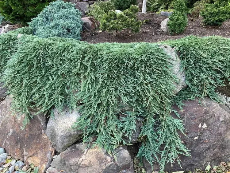 plante couvre sol talus persistant jenevrier rampant juniperus horizontalis