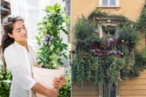 plante grimpante en pot pour terrasse