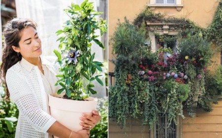 plante grimpante en pot pour terrasse