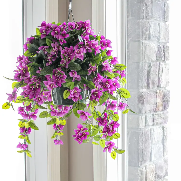 plante pour balcon à fleurs soleil bougainvillier