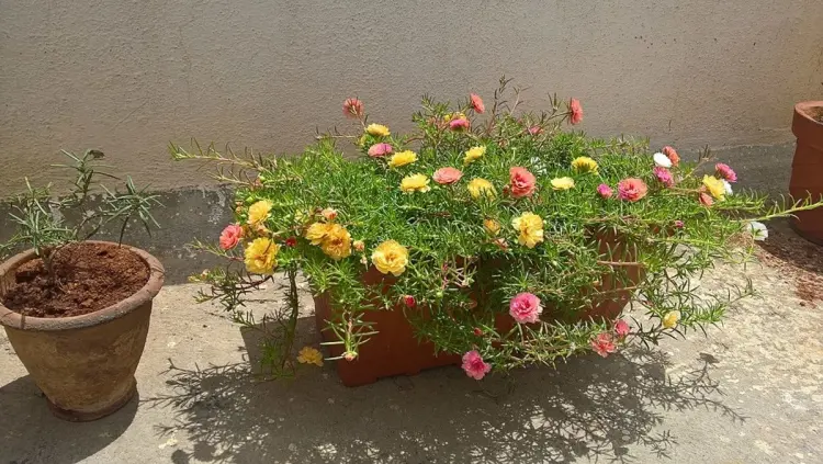 plante pour balcon sud soleil rosier