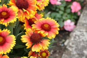 plante pour massif plein soleil aménager jardin d'été gaillarde