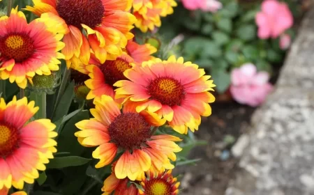 plante pour massif plein soleil aménager jardin d'été gaillarde