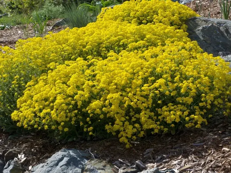 plante vivace couvre sol aurinia saxatilis