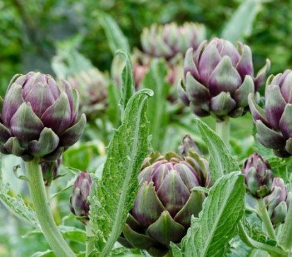 planter artichaut potager ou en pleine terre