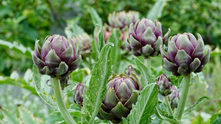 planter artichaut potager ou en pleine terre