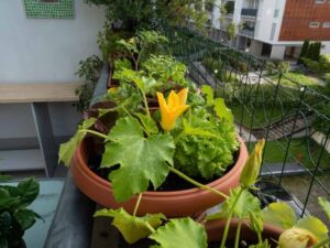 planter des courgettes en pot choisir récipient grand solide fond parois racines robustes