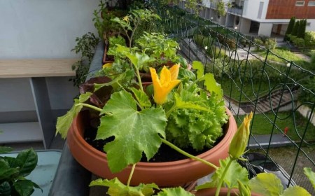 planter des courgettes en pot choisir récipient grand solide fond parois racines robustes