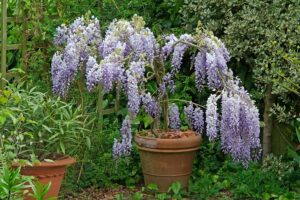 planter une glycine jardin maison arbre printemps ombre avril