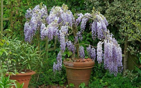 planter une glycine jardin maison arbre printemps ombre avril